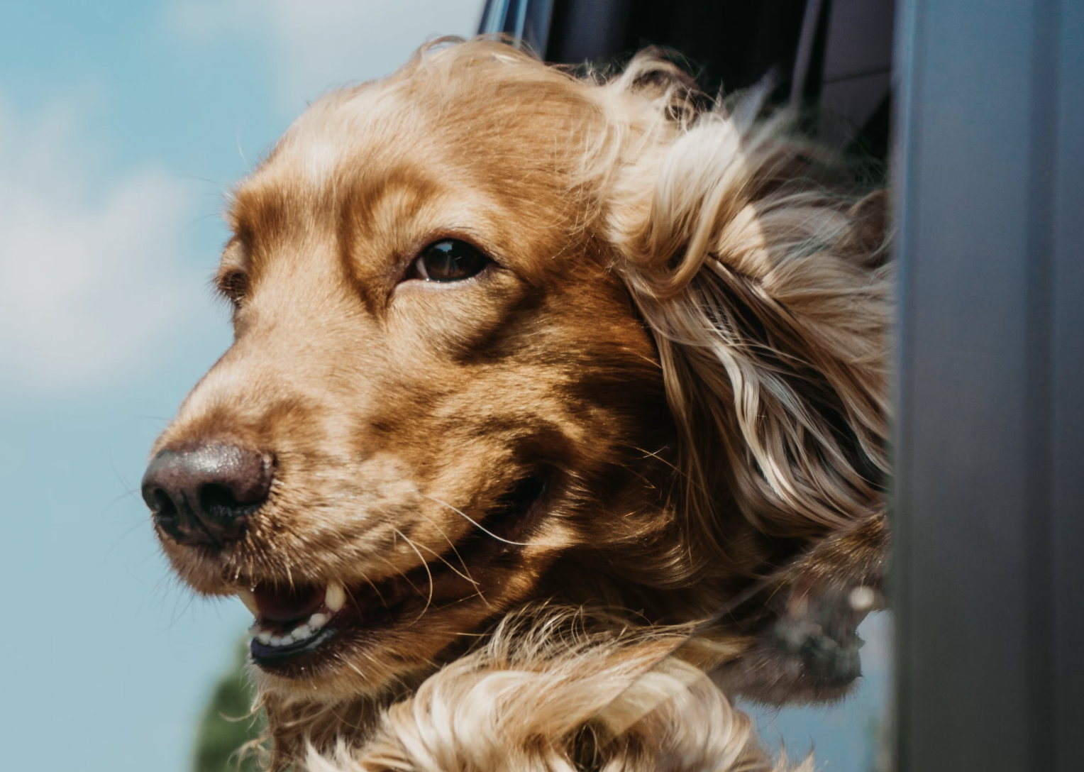 Happy pup on his way to a pet friendly vacation rental on the beach in 30A Florida.